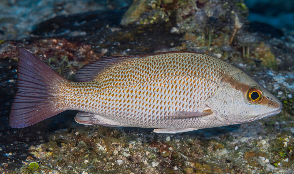 Gray Snapper